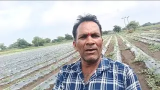 तरबूज#facebook #youtube #instagram #farming #agriculture #comadiy#farmer #kisan #khan sir#agrifutur#