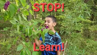 Education on the Homestead- It's Just Better #homesteading