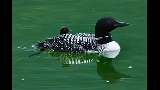 Loons