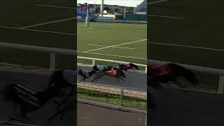 Greyhound racing  - Track race 480m