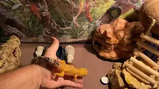 Geckopia Liner Upgrade for the Leopard Geckos