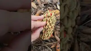 Magnolia 🌿 Seed Follicles #asmr #picking #nature