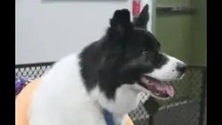 Furry Fun at St. Hubert&rsquo;s Animal Welfare Center | New York Live TV
