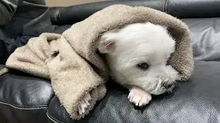 急遽年末に愛犬を連れて病院へ