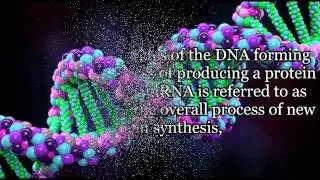 Copy of PROTEIN