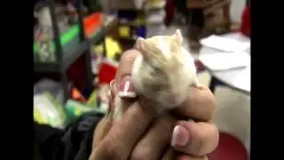 Pets in the Classroom