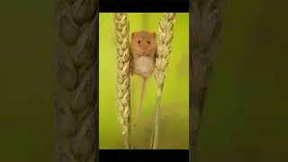 Little Harvest Mice / Harvest Mouse On Wheat Chilling :v #animals #Animals #cute #mice #mouse #wheat