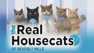 'The Real Housecats of Beverly Hills'