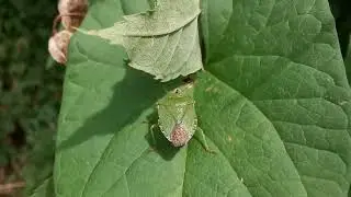 Green Shield Bug #bugs #shieldbug #forestbug #bughotels #insects #entomology #macrophotography #bin