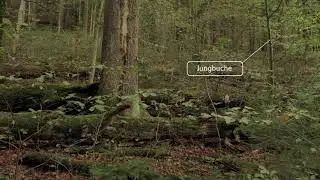 Der Sihlwald - Naturwald mit einer einheimischen Wald-Wildnis