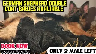 German Shepherd Male Puppies &ndash; Purebred Double Coat, Ready for Loving Homes
