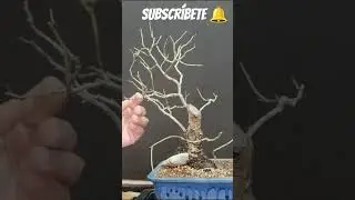 @ миндальные деревья одними из первых, которые проросли #бонсай #бонсайфансье #бонсайпондерозаен ...