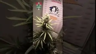 75 DAYS Sensi Seeds Silver Haze