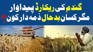 Wheat rate in Punjab 2024 | today wheat rate in Pakistan | جنوبی پنجاب گندم ریٹ آج 2024