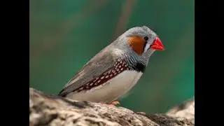 THE ANAMBRA WAXBILL BIRD - Hello Nigeria