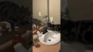 Upset cat growls at its own reflection