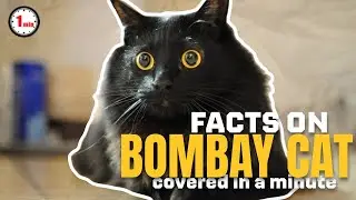 Bombay Cats are Mini Panthers? | Bombay Cat in 1 Minute | AnimalSnapz