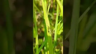 They're pretty impressive thighs - Oedemera nobilis