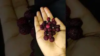 👈काफल (Bayberry Fruit) ll #uttrakhnd #fruits #yammy #organic #short