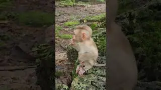 Ep1358. The Ultimate Monkey Compilation to Make Your Day Instantly Better