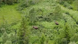 Moose sightings with drone