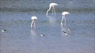FLAMINGOS NA LAGOA DE ÓBIDOS BRAÇO DA BARROSA NADADOURO