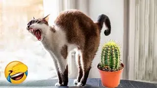 Funny Animal Videos😂 Funniest Cats and Dogs videos #009 | chocotime #funnyanimals #funny #shorts