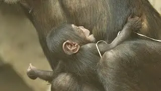 V Zoo Ostrava se narodilo mládě šimpanze