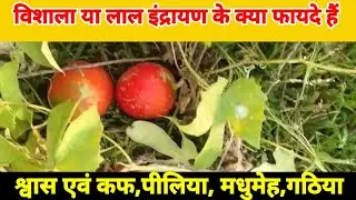  विशाला या लाल इंद्रायण के क्या फायदे हैं ?Benefits of lal Indrayan.Vishala (lal indrayan)ke faydey 