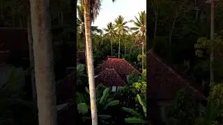 Golden Hour in Rural Indonesia #shortsvideo  #shorts #indonesianature