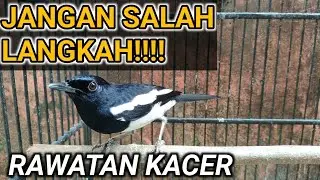 PALING DICARI‼️CARA MERAWAT KACER | DR KACER NEW