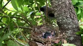 Beautiful Bird The Grey Treepie || पहाडी कोकले नेपालमा पाइने चरा