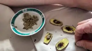 Live - acu-moxa cancer protocol nausea WBC count neuropathy stress