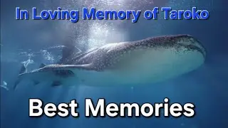 In the loving memory of Taroko the Whale Shark