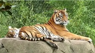 Sumatran Tiger Mother & Cub at Chester Zoo - 24/10/23