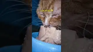 Jutaan orang menangis melihat video ini.|| kucing kelaparan 😭😭 #shorts