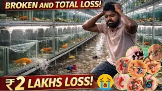 Lost ₹2 Lakhs in Seconds😭 / My Dream shop 😢#fish #fishtank #pets #pet #guppy #aquarium 