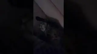 Cat high on weed shotguns