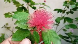 my new plant | powder puff plant | calliandra plant