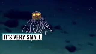 Meet Hydromedusa  - The Jellyfish