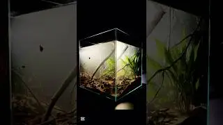 Zakładanie akwarium dla bojownika #akwarium #bettafish #akwarystyka #kostka