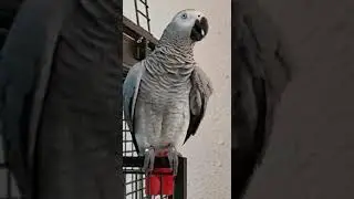 часовой на посту: ой! что это?!  тссс.
