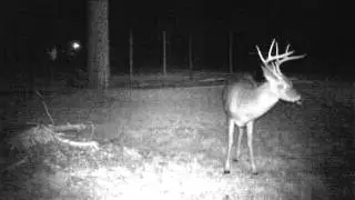 Uptown Buck