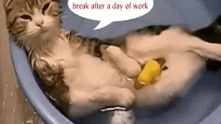 20 Cat Bath Video Compilation | Funny Cats