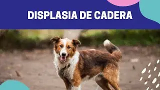 Displasia de cadera en perros - [Explicación y tratamiento]