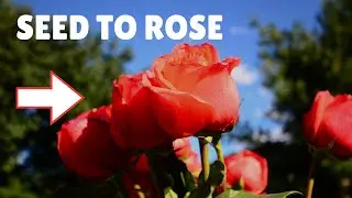 I Grew Rare Roses from Seeds - The Results Were UNBELIEVABLE! 🌹