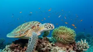Gentle Underwater Sounds and Peaceful Night Atmosphere for Meditation and Calmness