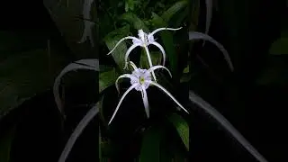 Spider Orchid #trending #viral #flowers