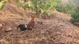 Trap wild chickens on coffee plantations, the crowing bait is there.  12/25/2025