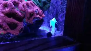 Mocha flurries spawning pair